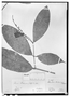 Rinorea lindeniana image
