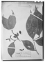 Rinorea pubiflora var. grandifolia image