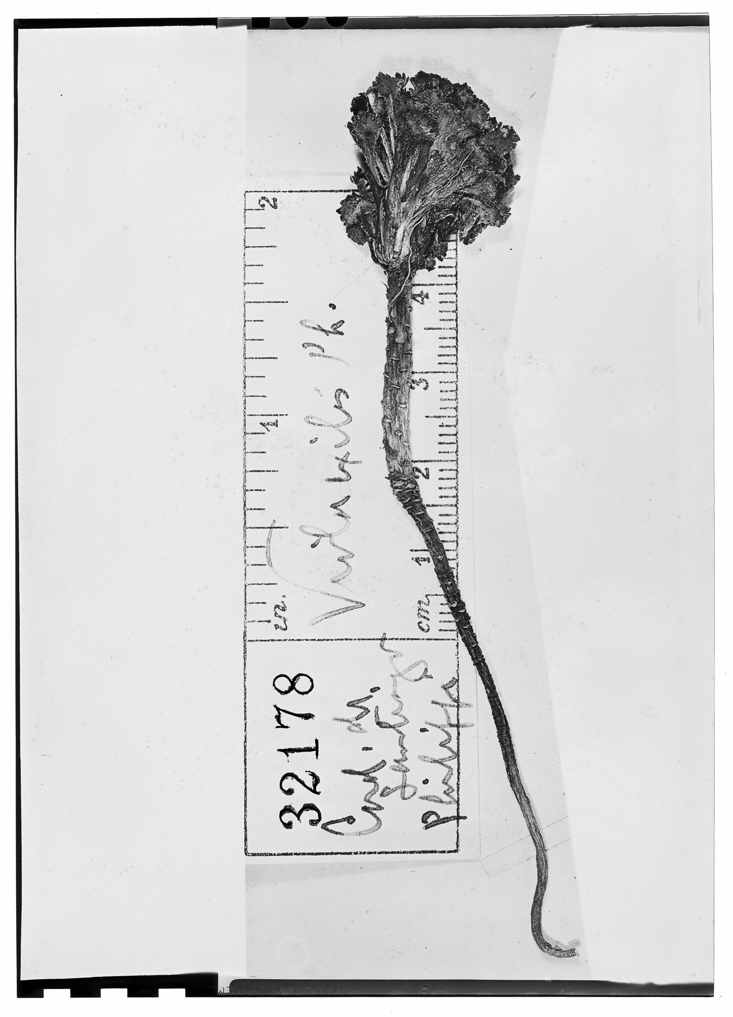 Viola volcanica var. exilis image