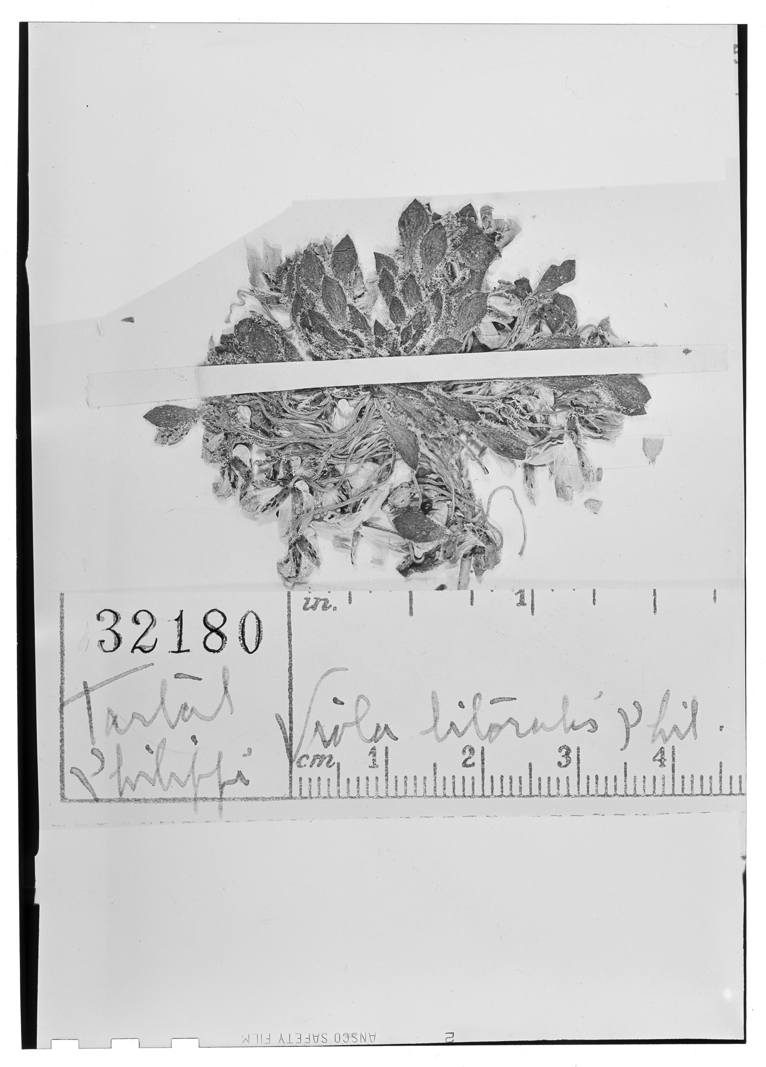 Viola litoralis image