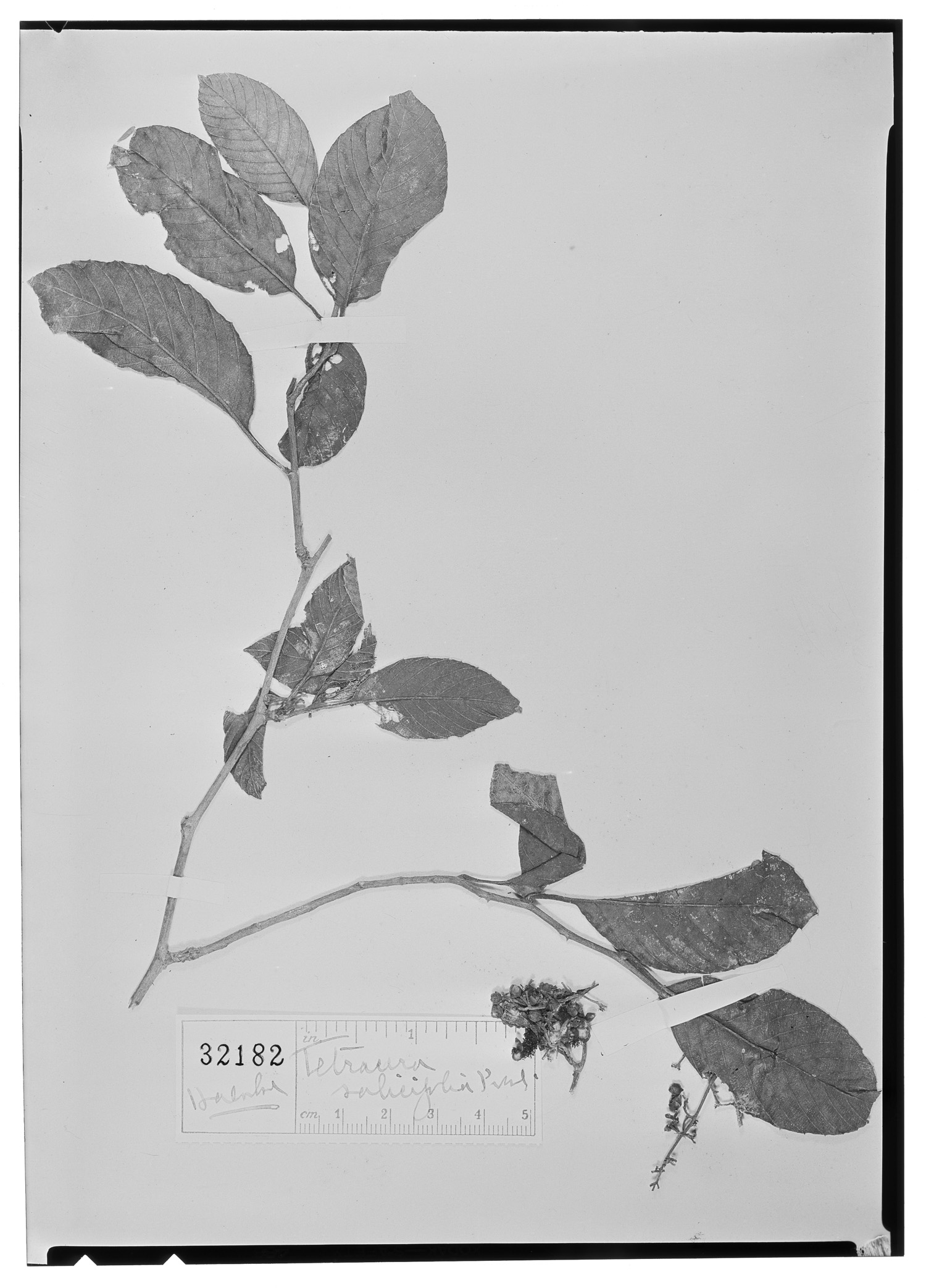 Tetracera volubilis subsp. volubilis image