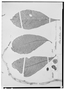Doliocarpus schottianus image