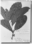 Doliocarpus dentatus subsp. undulatus image
