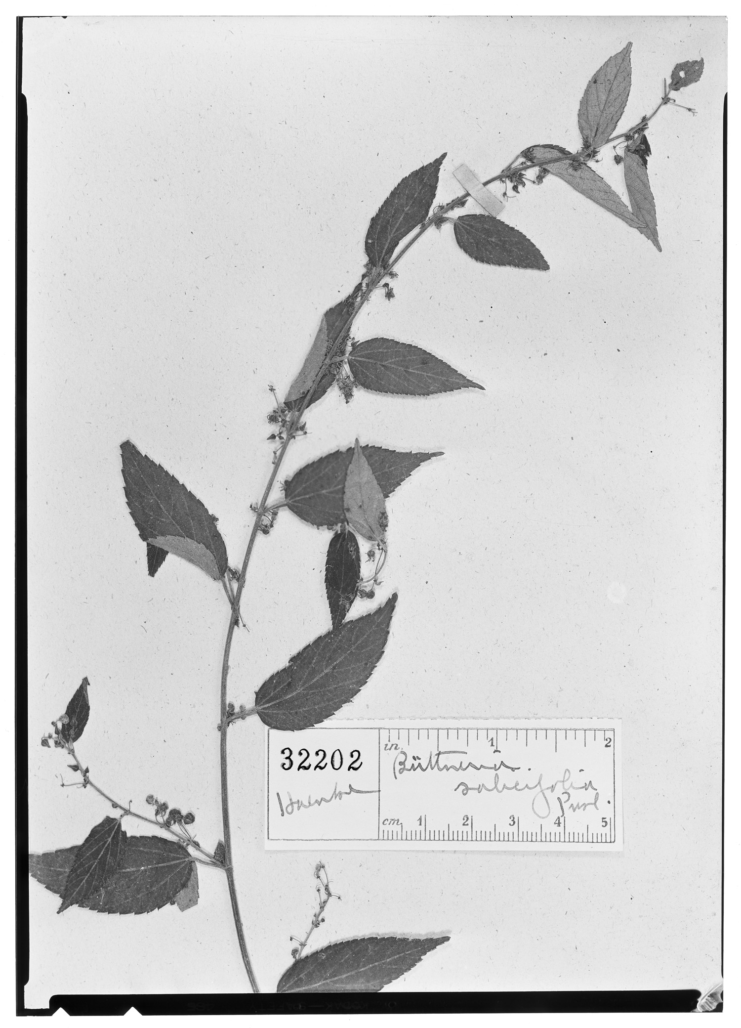 Byttneria salicifolia image