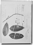 Souroubea guianensis subsp. guianensis image
