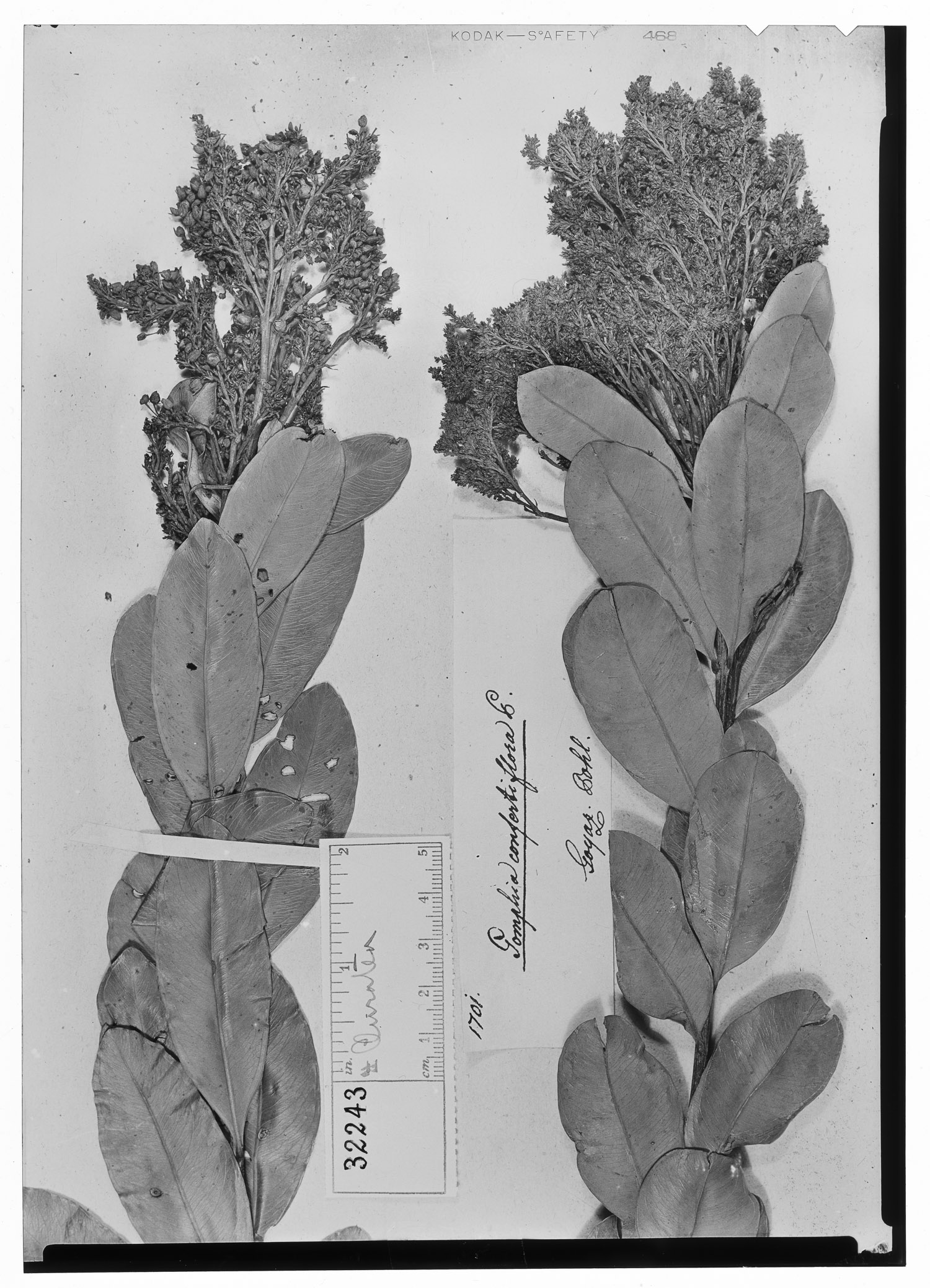 Ouratea confertiflora image