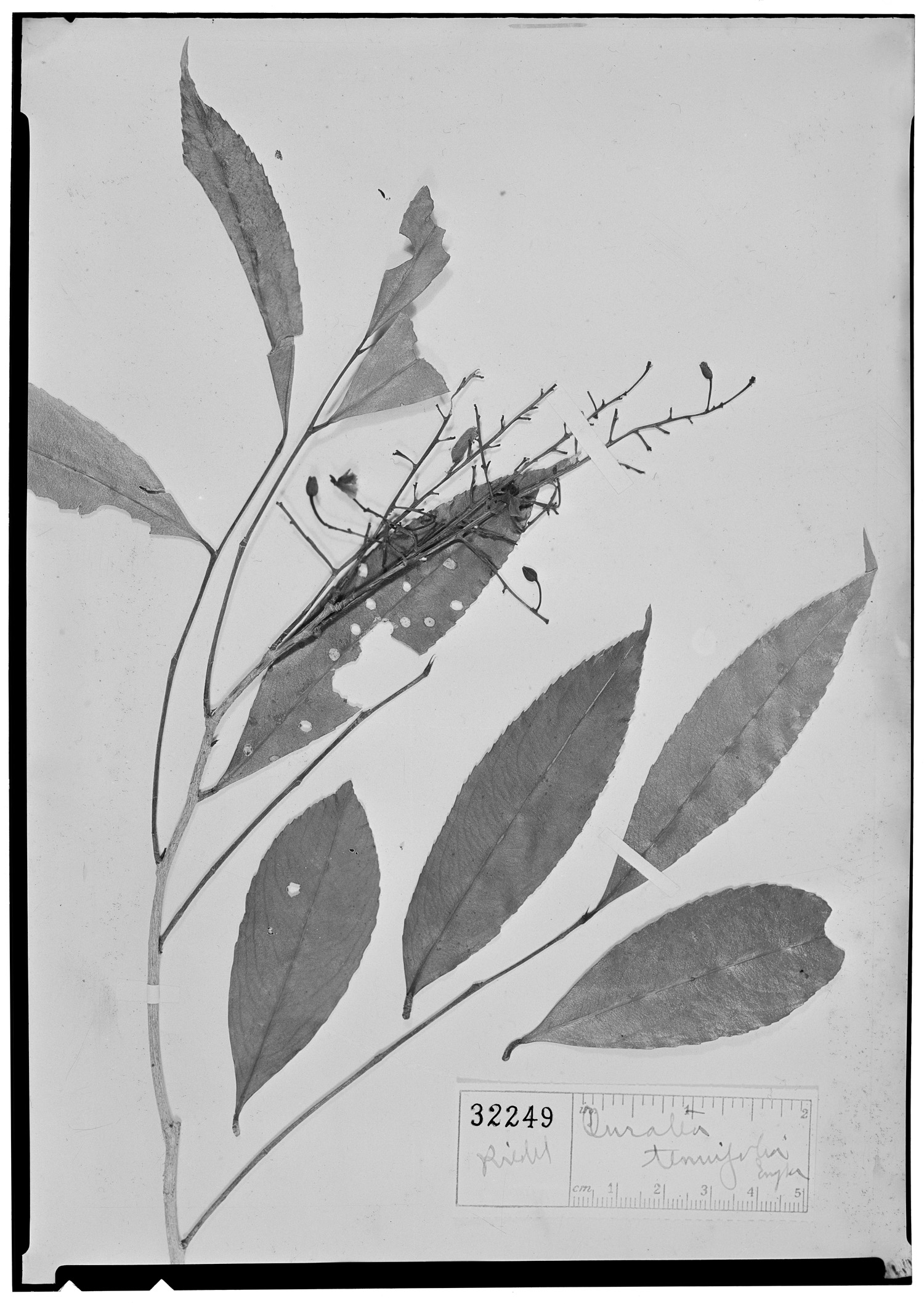 Ouratea tenuifolia image