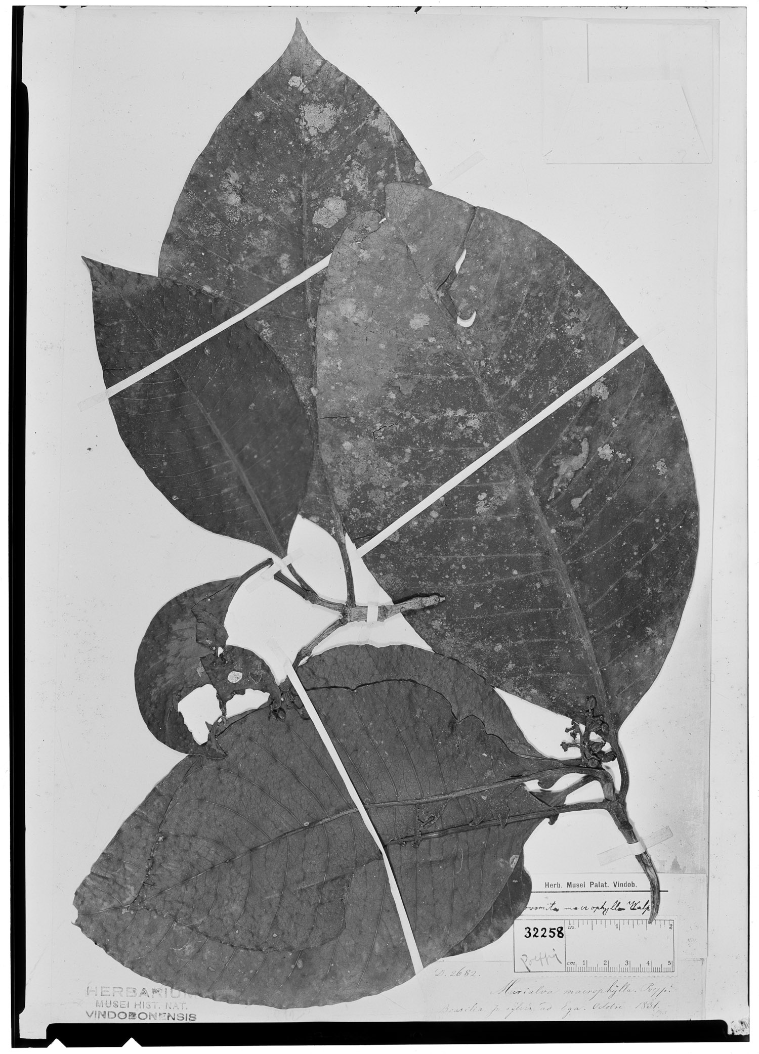 Tovomita macrophylla image