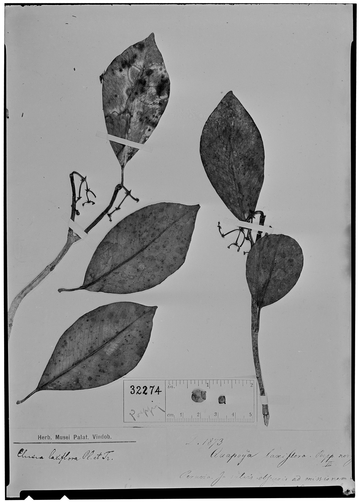 Quapoya laxiflora image