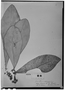 Clusia spathulifolia image