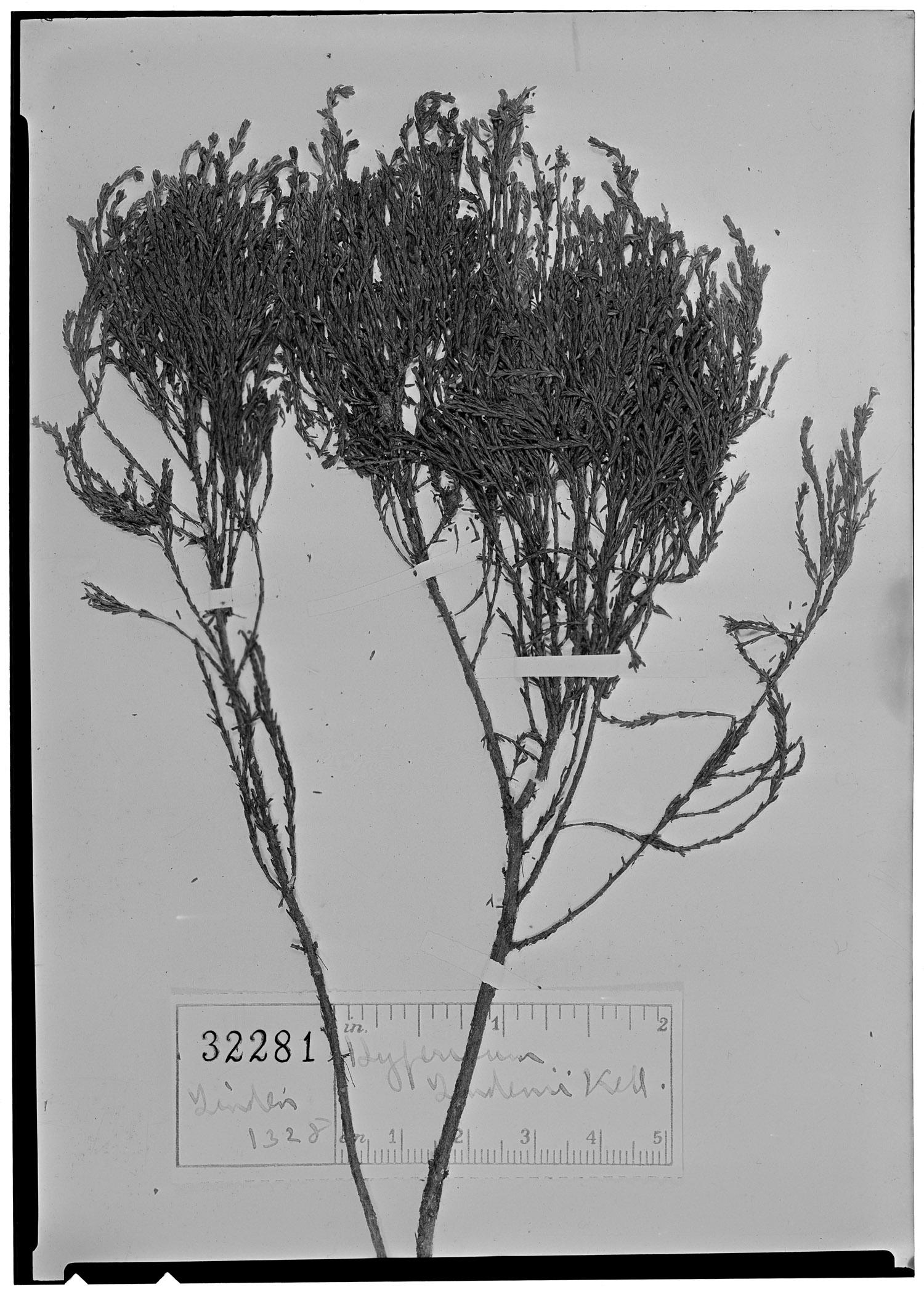 Hypericum sabinaeforme image