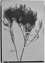 Hypericum sabinaeforme image