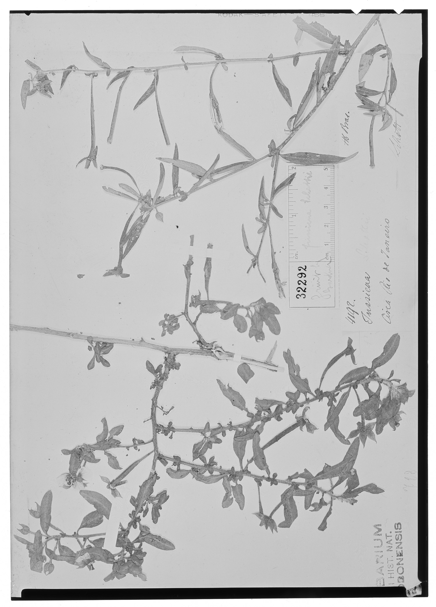 Ludwigia leptocarpa subsp. leptocarpa image