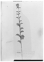 Comolia villosa image