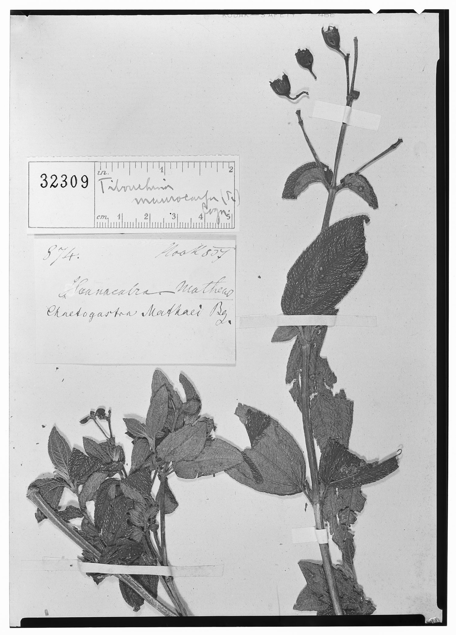Pleroma maurocarpum image