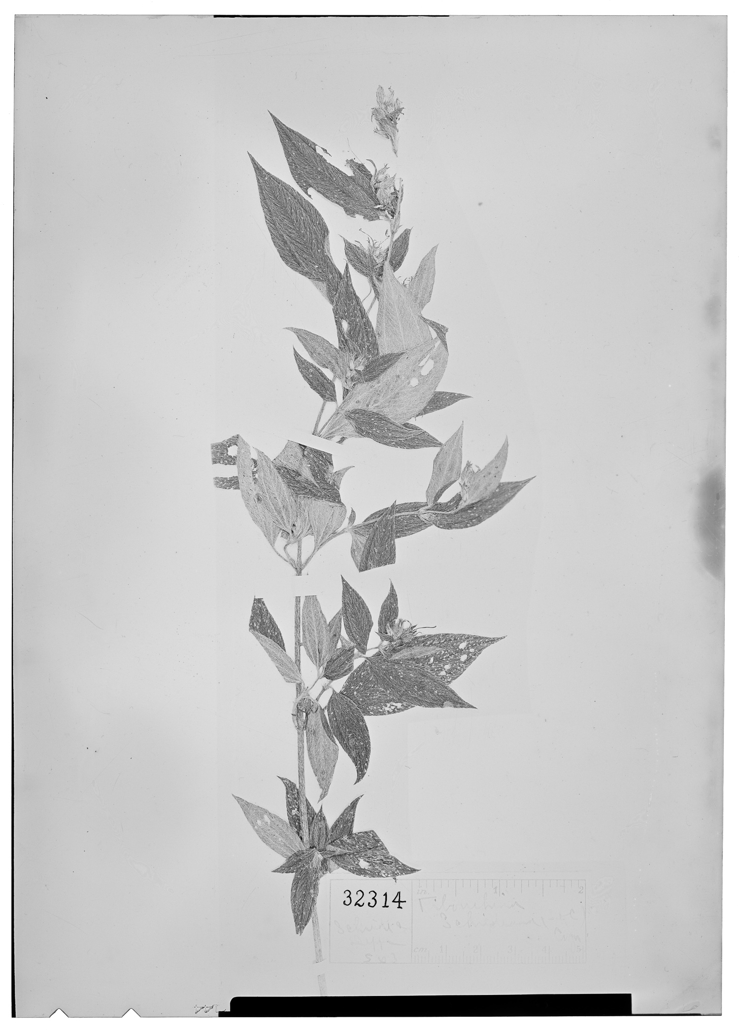 Pleroma schiedeanum image