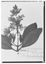 Macairea thyrsiflora image