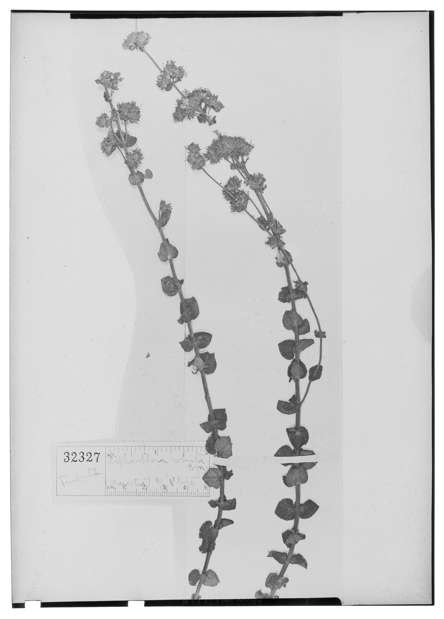 Siphanthera robusta image