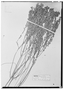 Microlicia cuspidifolia image