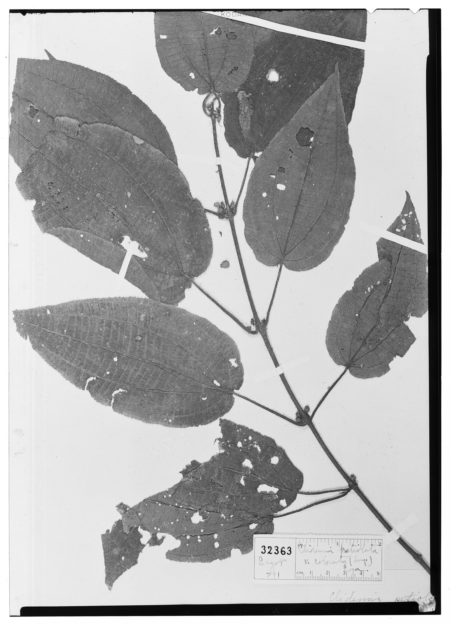 Clidemia petiolata image