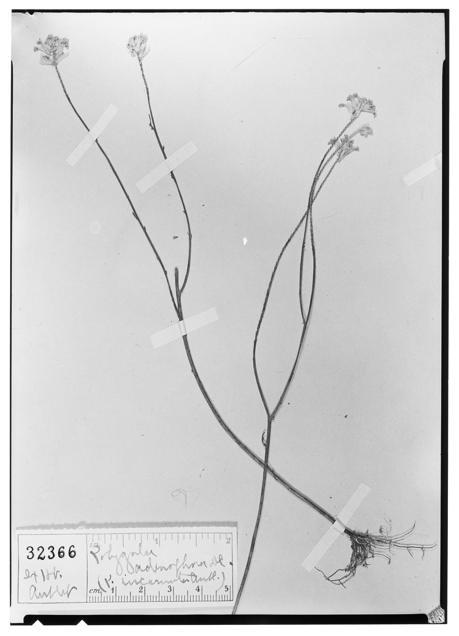 Polygala adenophora image