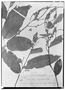 Securidaca longifolia image
