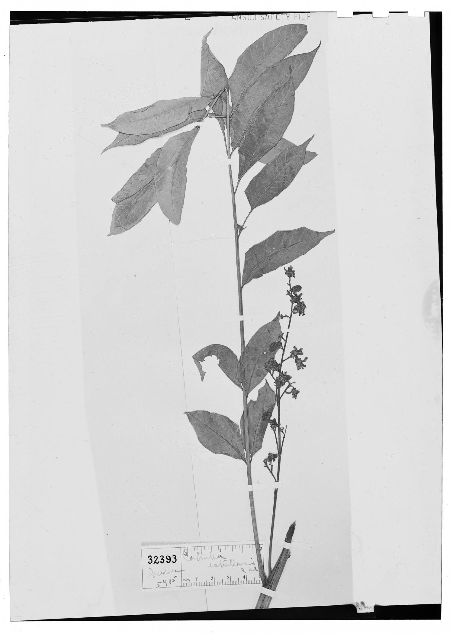 Cabralea canjerana subsp. canjerana image