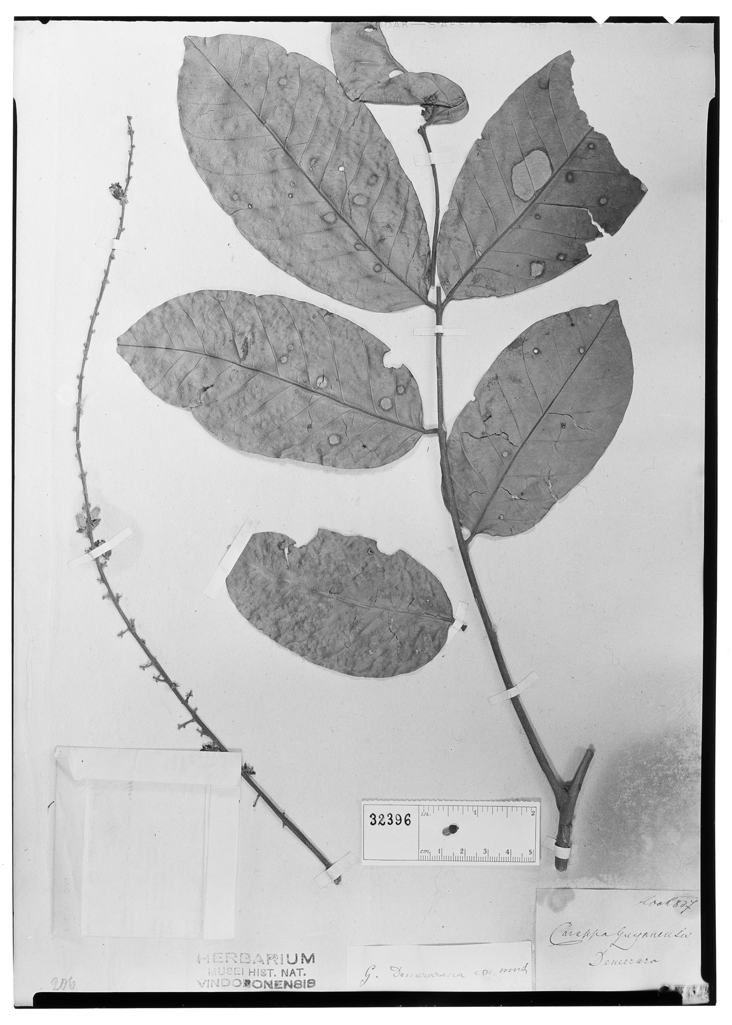 Guarea macrophylla subsp. macrophylla image