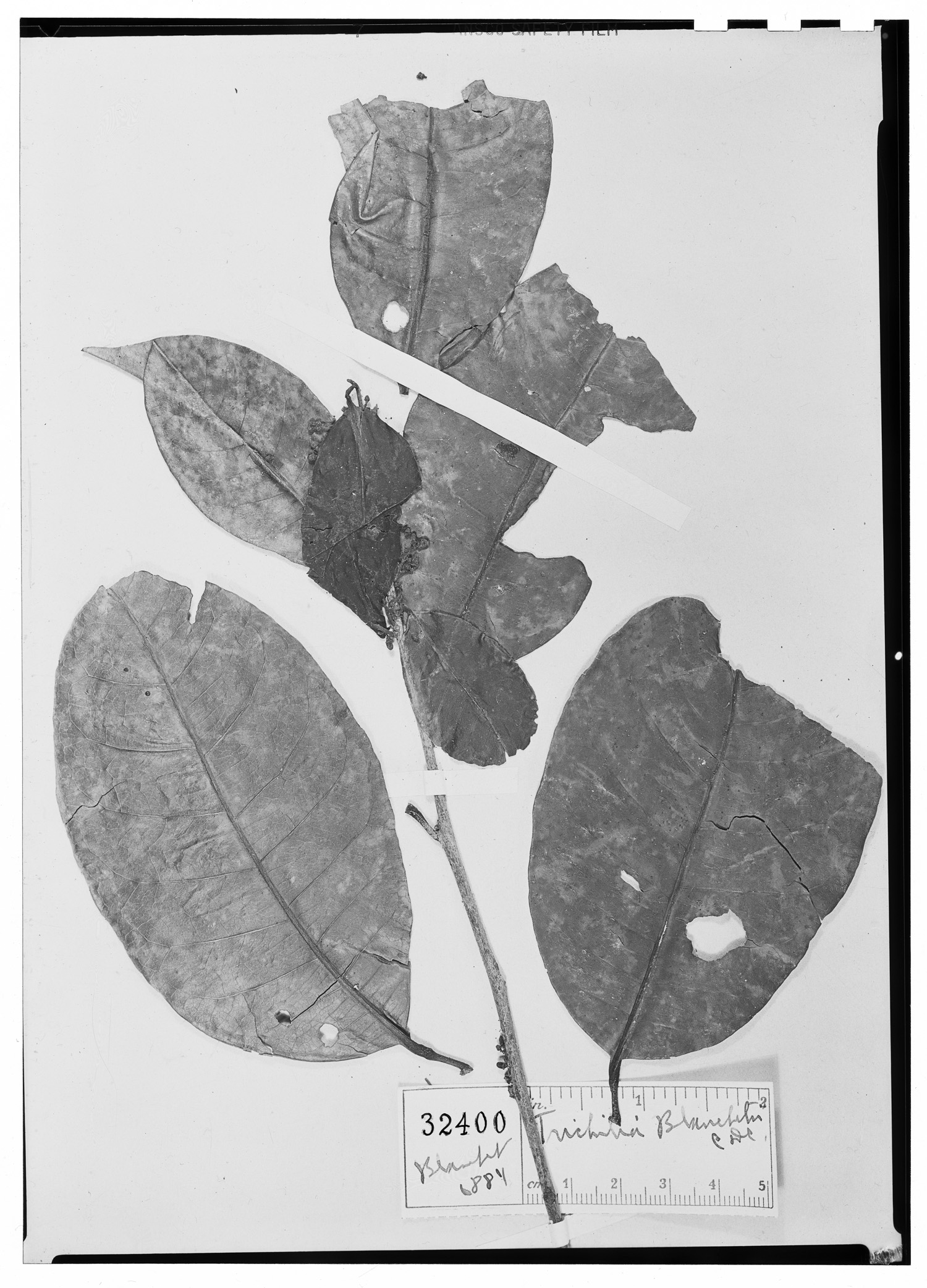 Trichilia blanchetii image