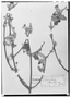 Tetrapterys ramiflora image