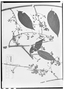 Banisteria padifolia image