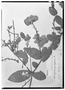 Mascagnia pubiflora image