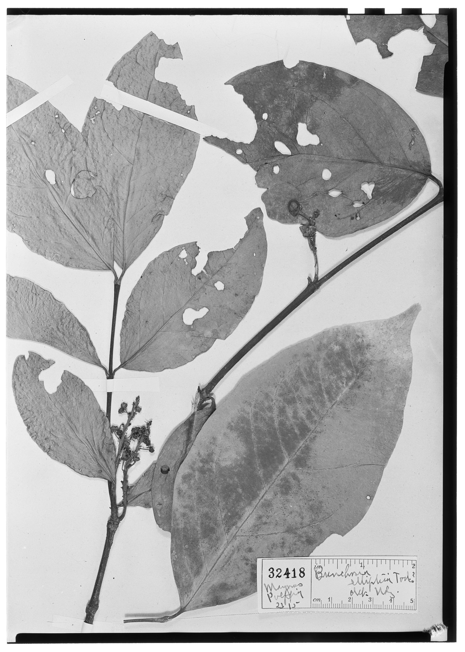 Bunchosia elliptica image