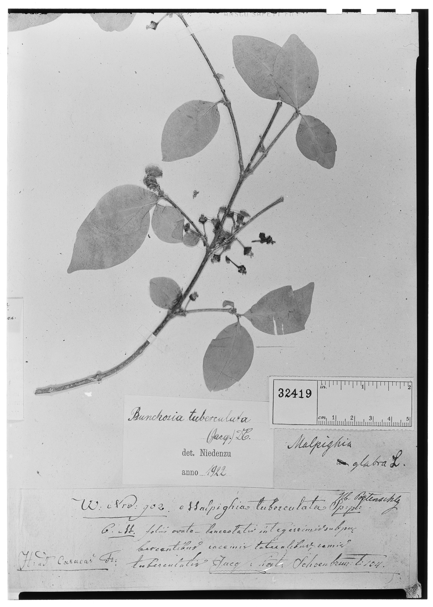 Bunchosia tuberculata image