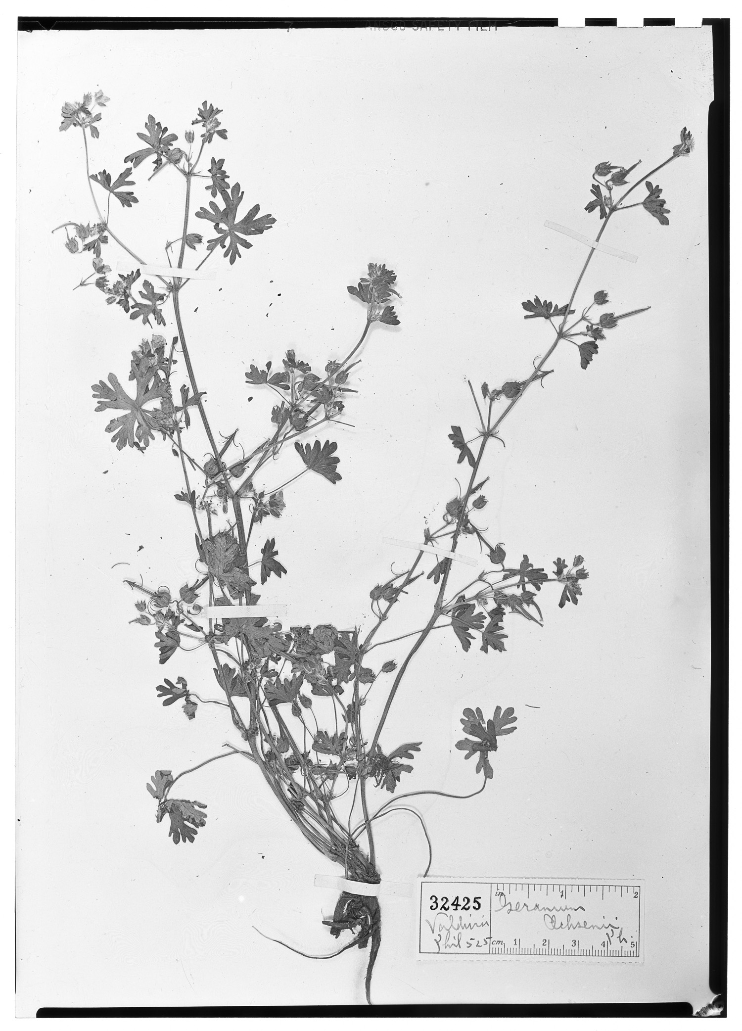 Geranium ochsenii image
