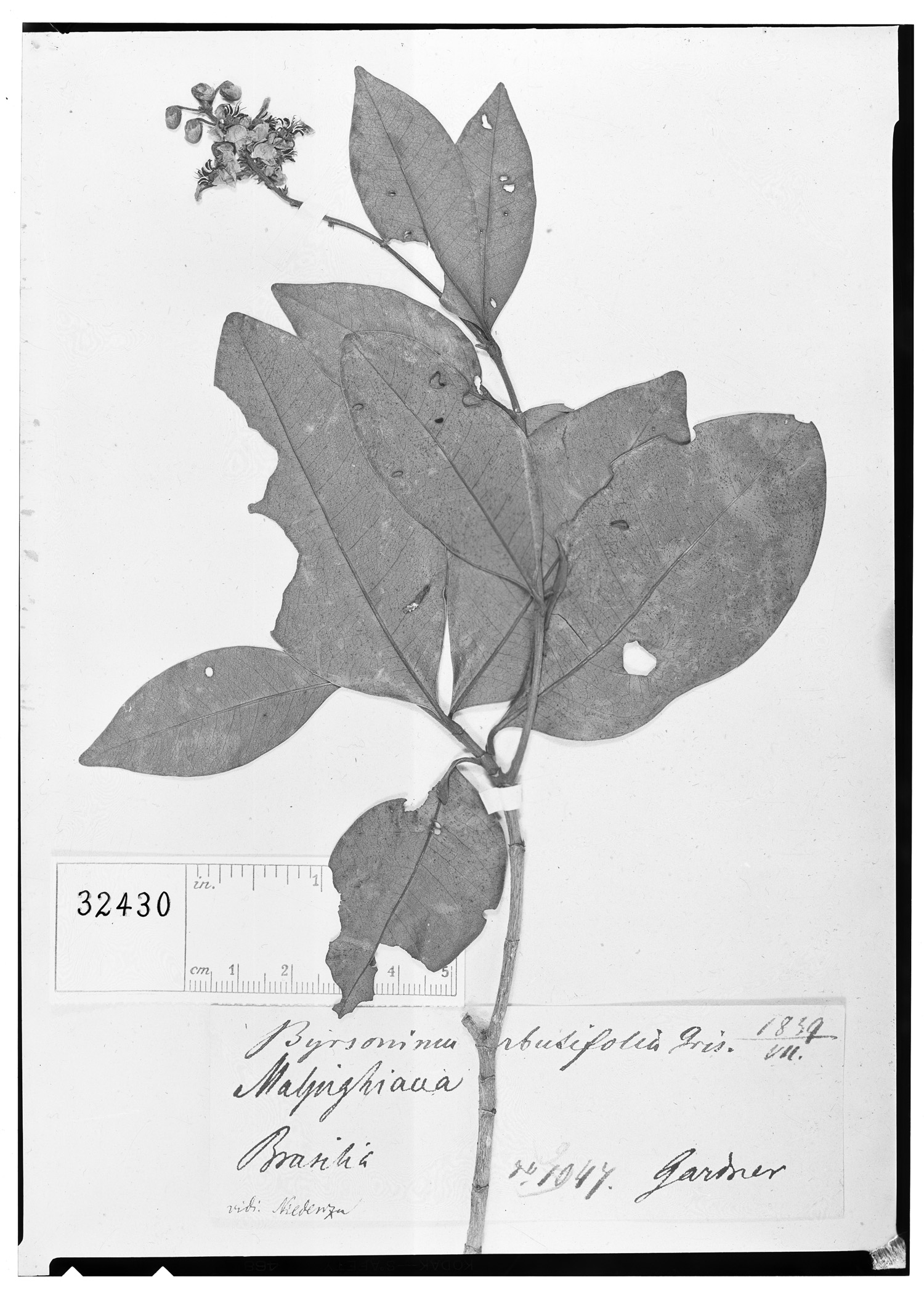 Byrsonima bumeliifolia image