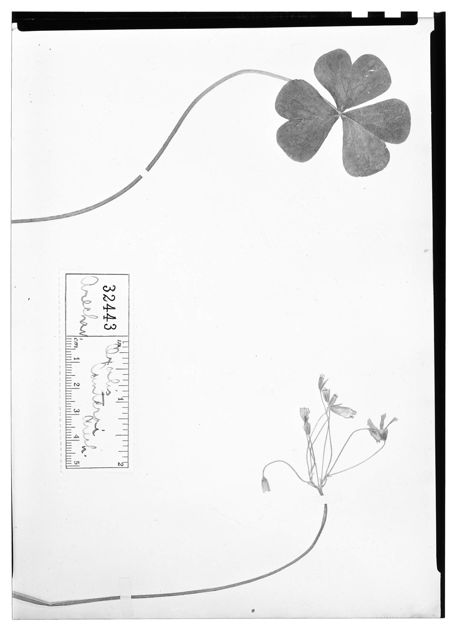 Oxalis floribunda subsp. floribunda image