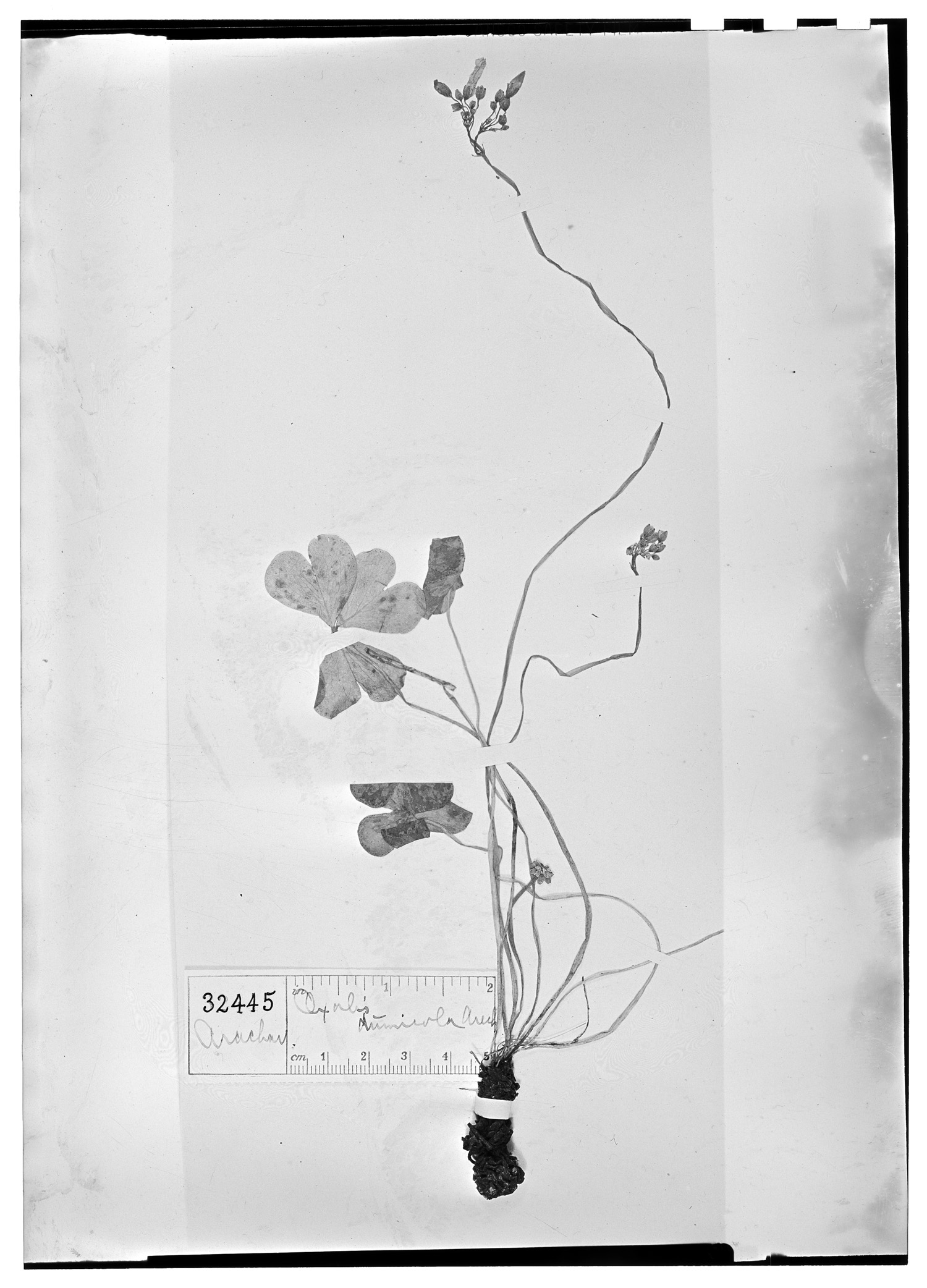 Oxalis articulata subsp. articulata image