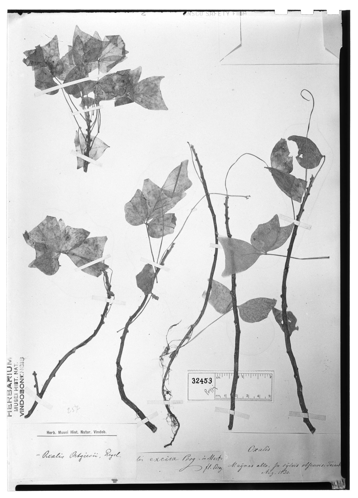 Oxalis ortgiesii subsp. ortgiesii image