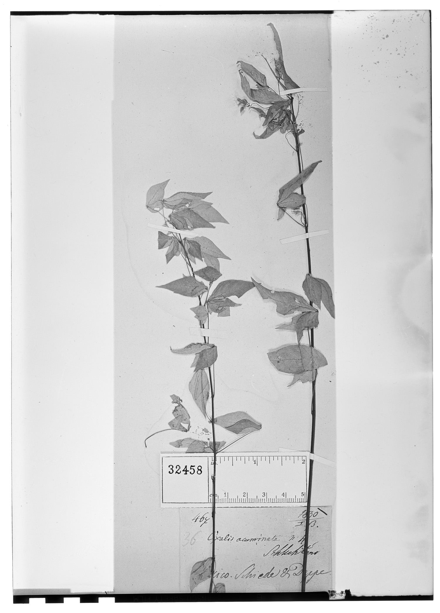 Oxalis acuminata image