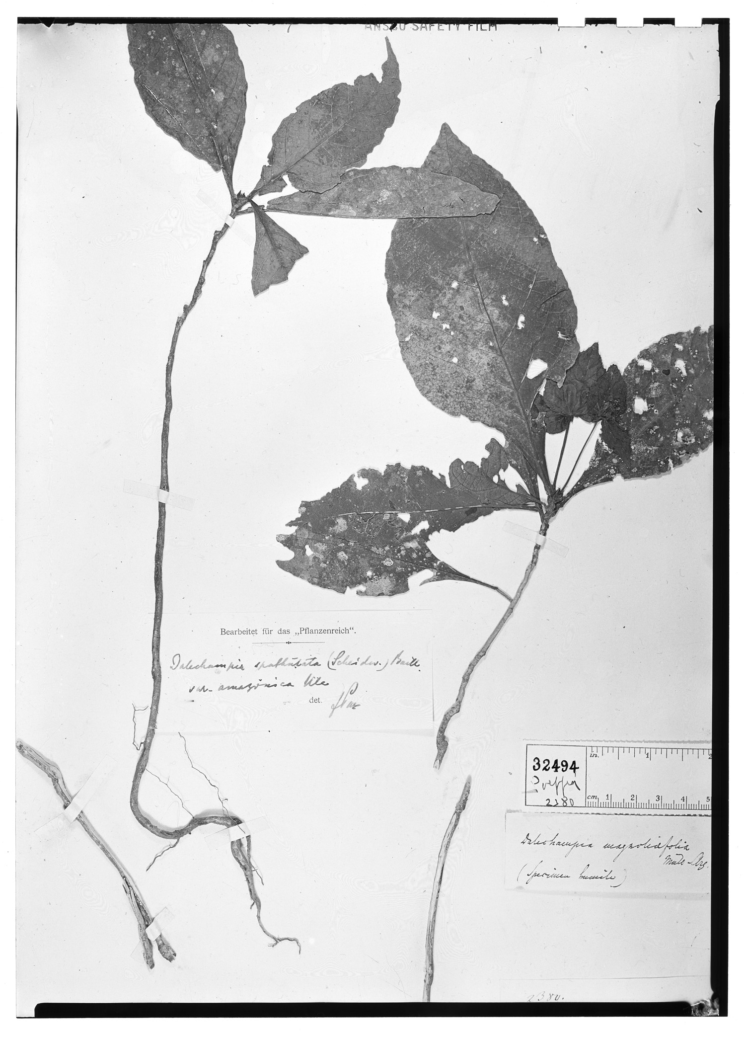 Dalechampia magnoliifolia image