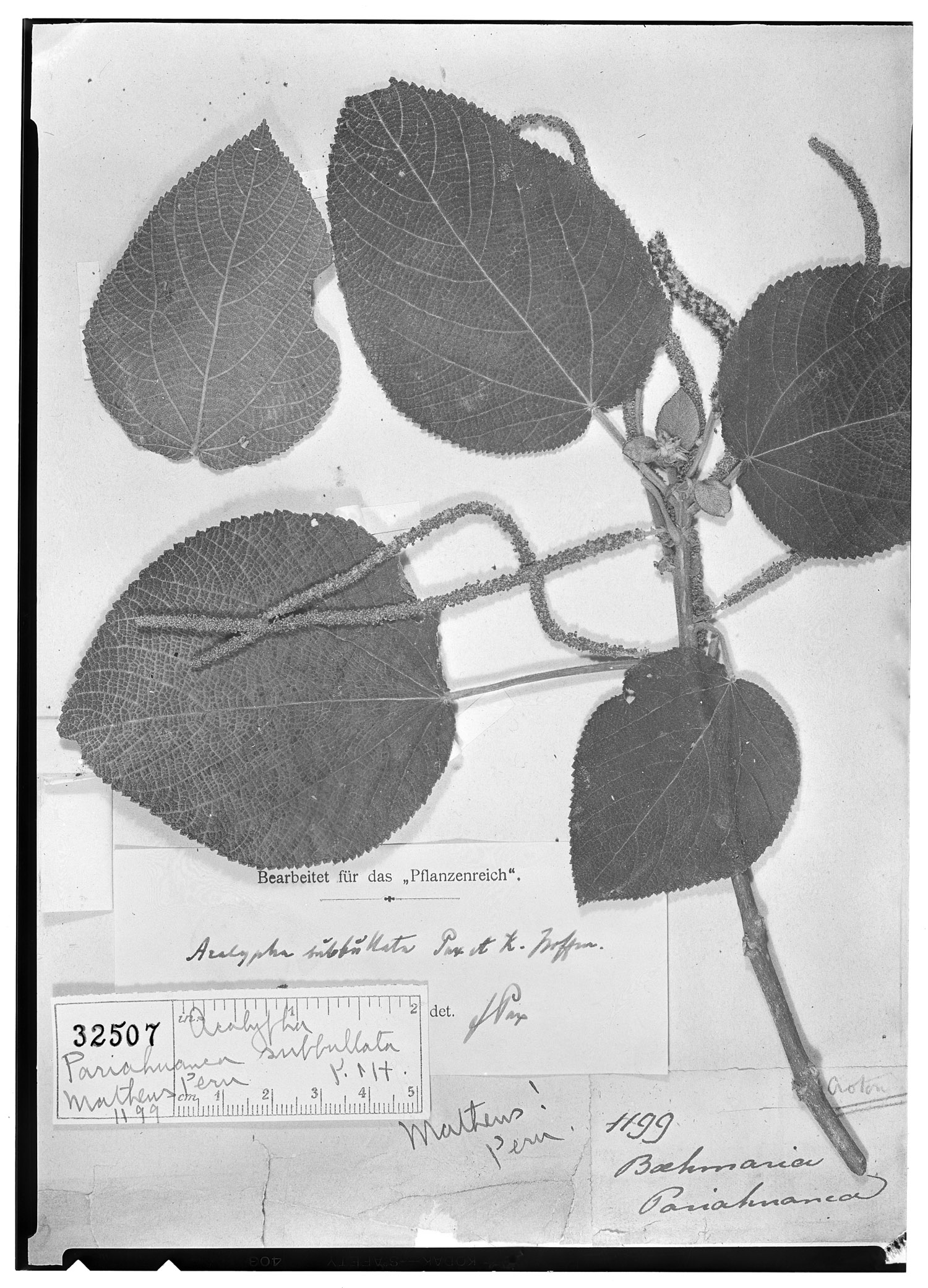 Acalypha subbullata image