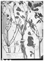 Euphorbia mandoniana image