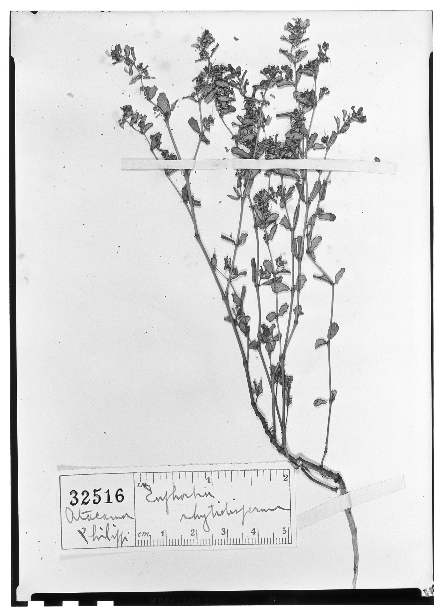 Euphorbia rhytidosperma image