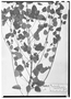 Euphorbia sciadophila image