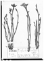 Euphorbia sessilifolia image