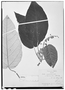 Croton magdalenensis image