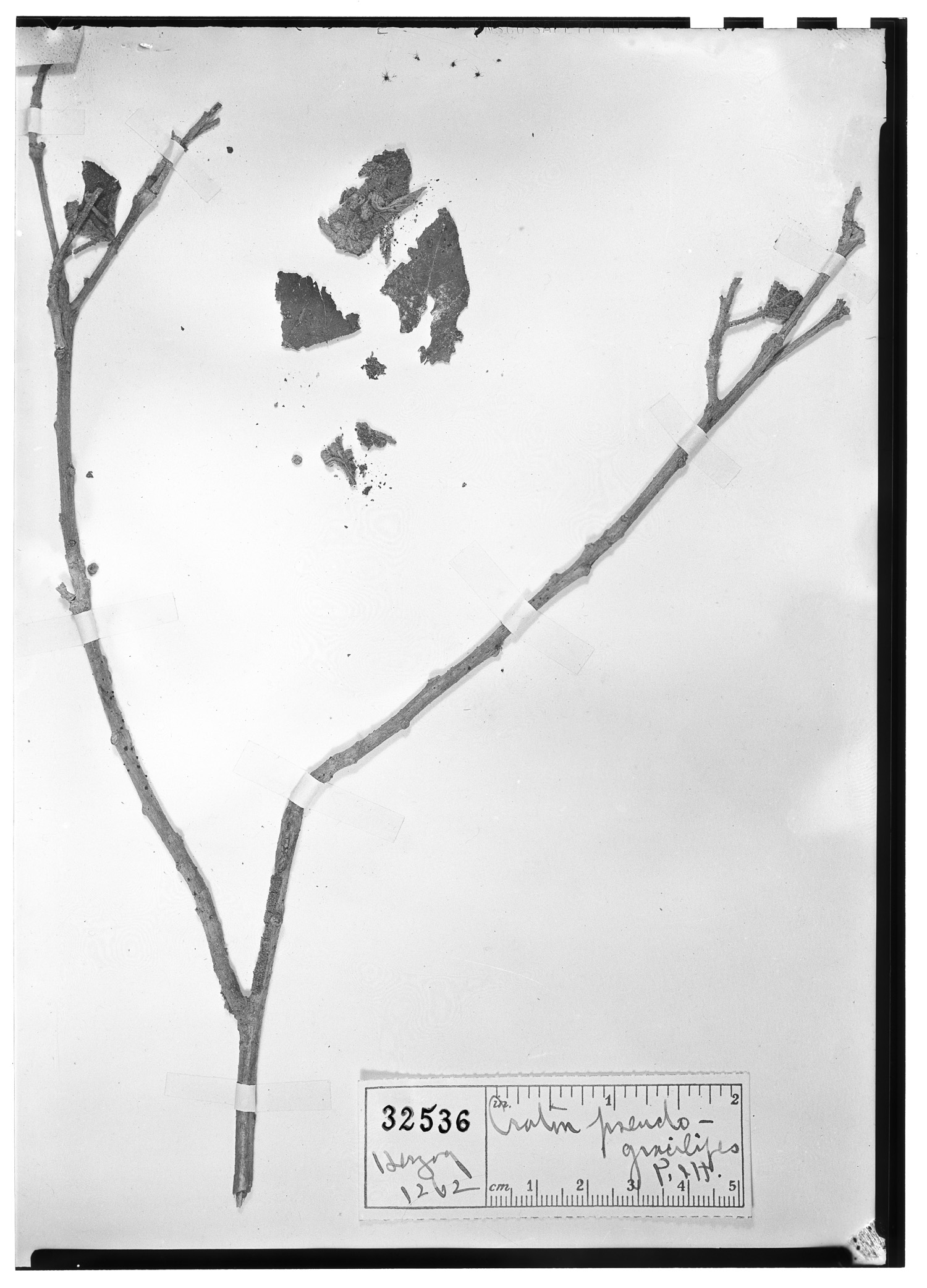 Croton peltophorus image