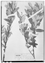 Croton widgrenianus image