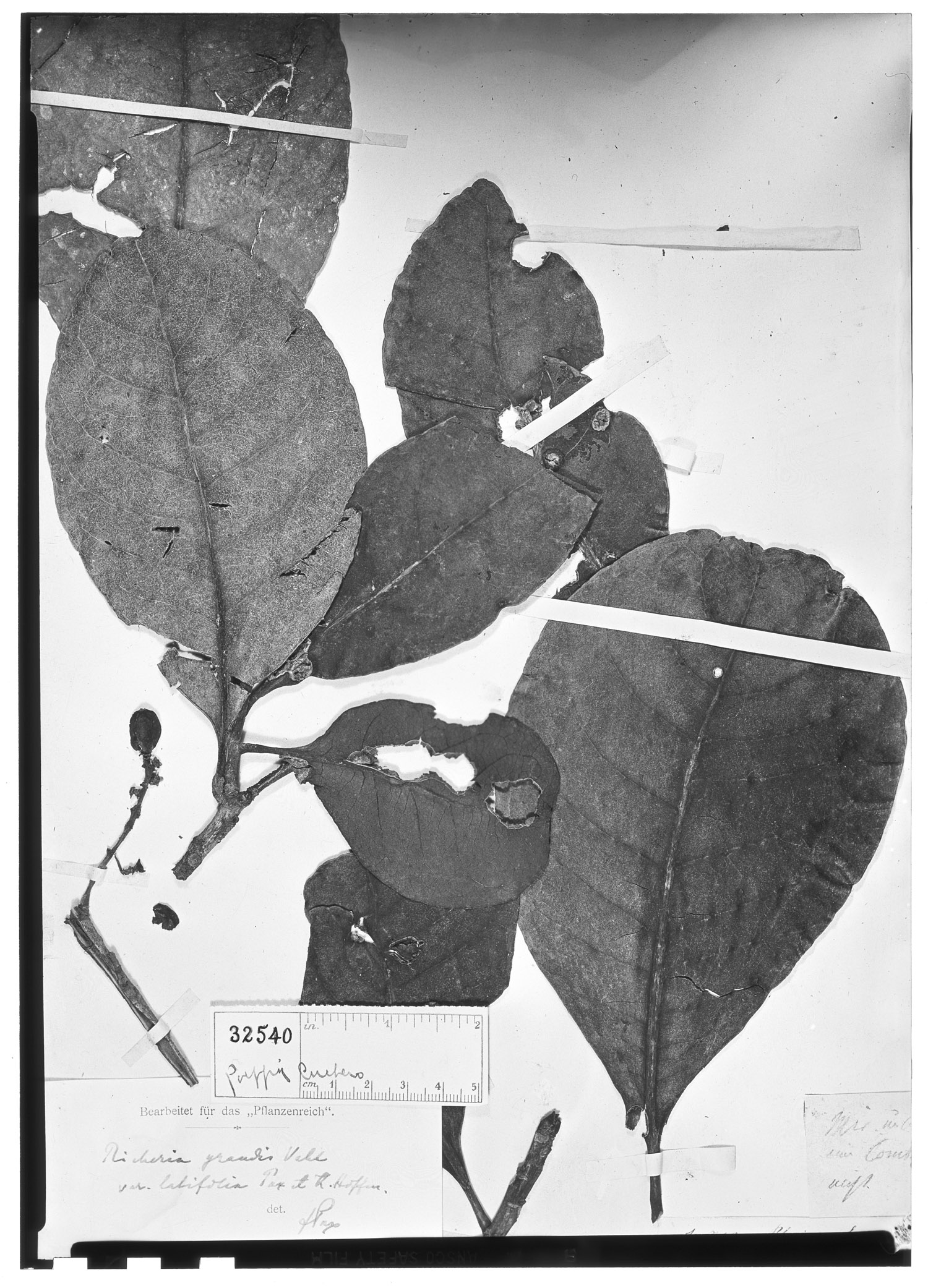 Richeria grandis var. latifolia image